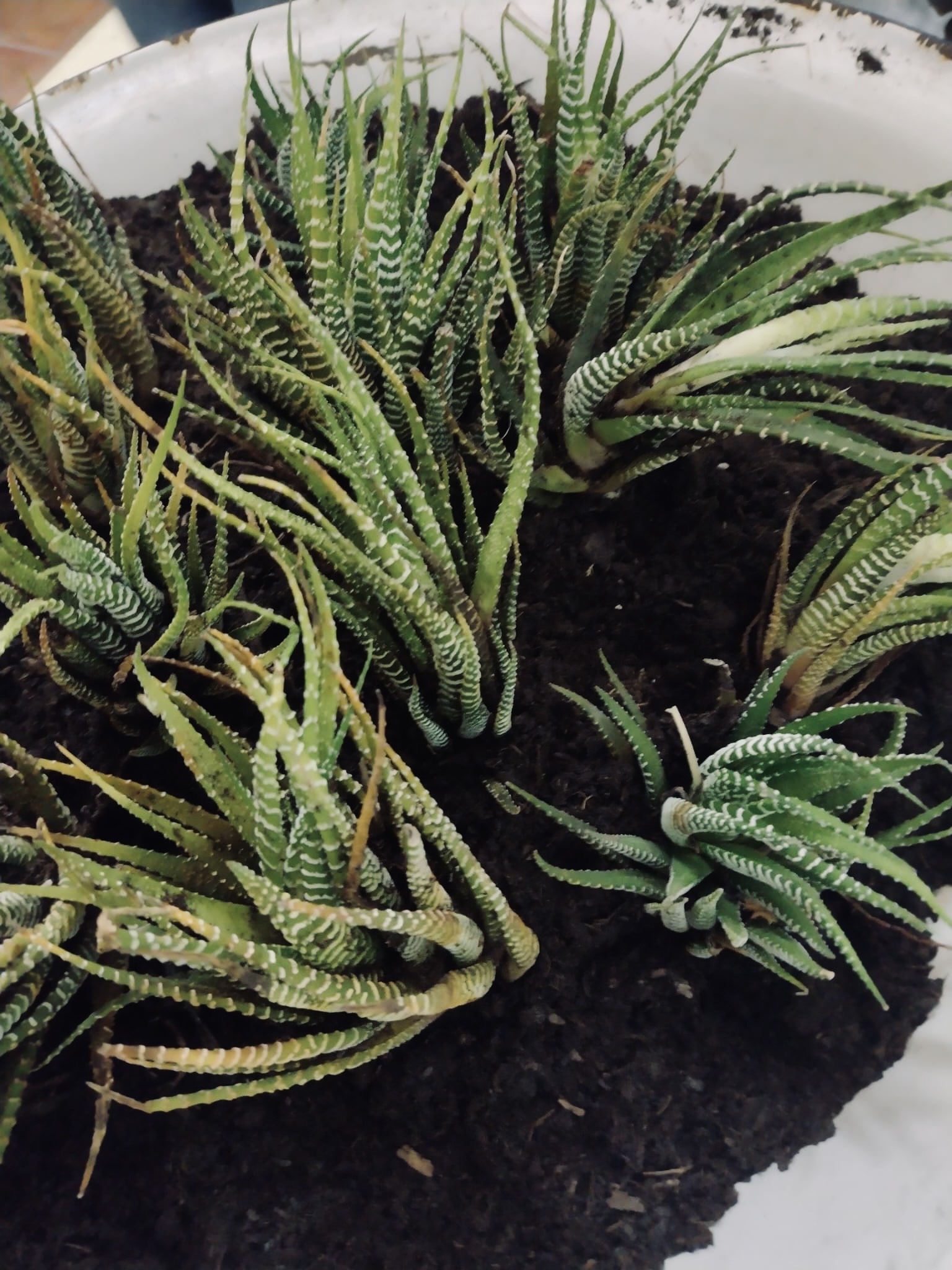 Programa Residencias